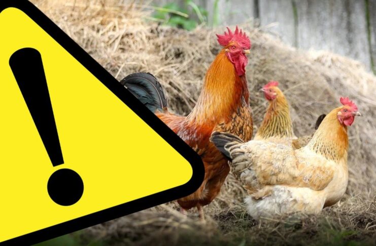 Ptasia grypa zaatakowała. Żary zagrożone Ptasia grypa!