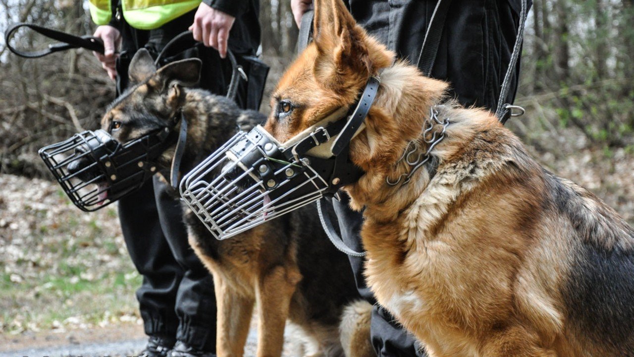 Policyjny pies