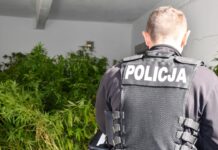 Plantacja konopi w powiecie żarskim zlikwidowana przez policję