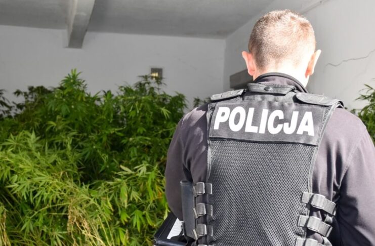 Plantacja konopi w powiecie żarskim zlikwidowana przez policję Plantacja konopi w powiecie żarskim zlikwidowana przez policję