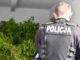 Plantacja konopi w powiecie żarskim zlikwidowana przez policję